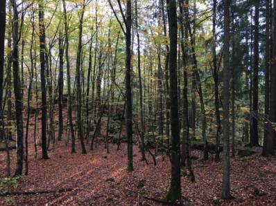 deep time walk vestfold fall 2017 trees